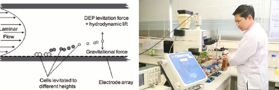 Detection of environmental toxicants by dielectrophoresis